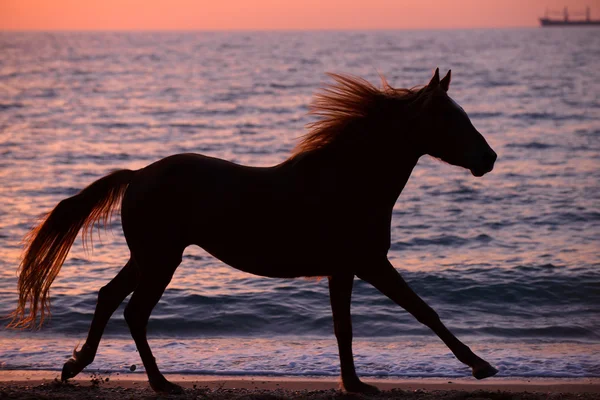 Paard loopt door water — Stockfoto