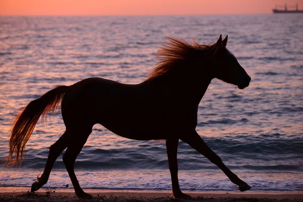 Cavallo che corre attraverso l'acqua — Foto Stock