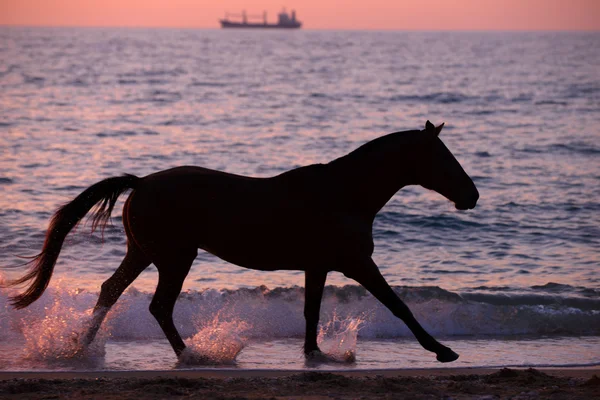 Paard loopt door water — Stockfoto
