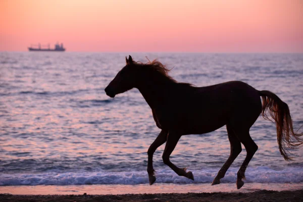 Horse running through water — Stock Photo, Image