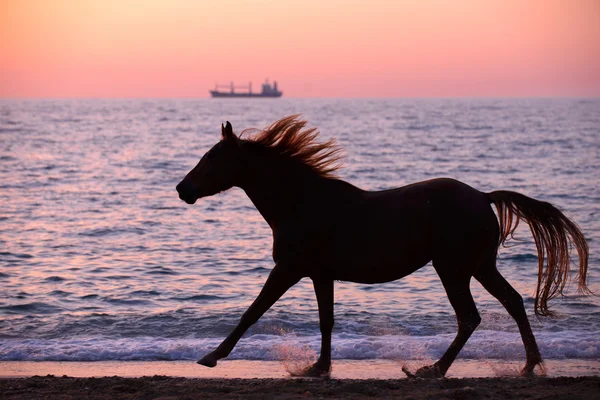 Häst kör genom vatten — Stockfoto