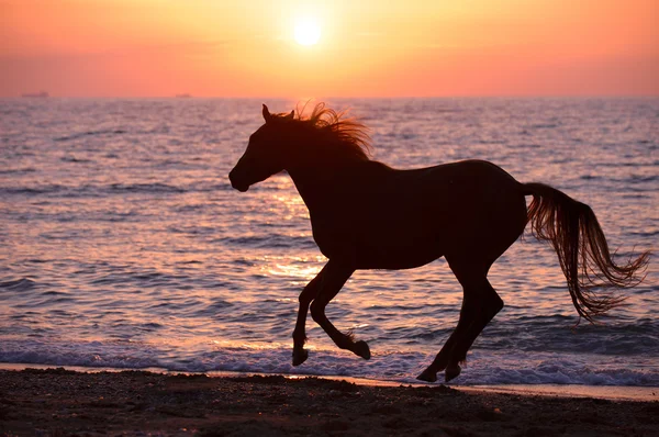 Kůň běží přes vodu — Stock fotografie