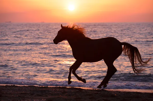 Paard loopt door water — Stockfoto