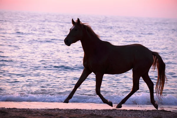 Horse running through water — Stock Photo, Image