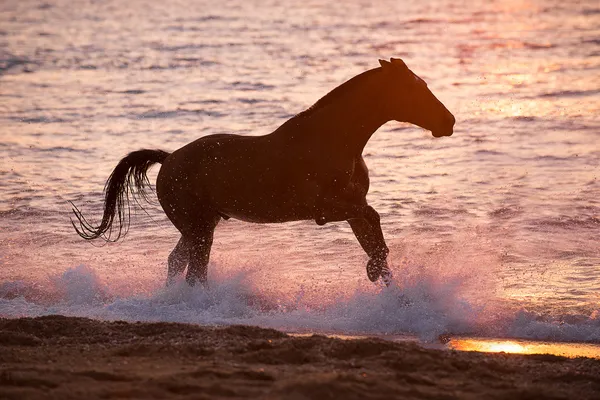 Horse running through water — Stock Photo, Image