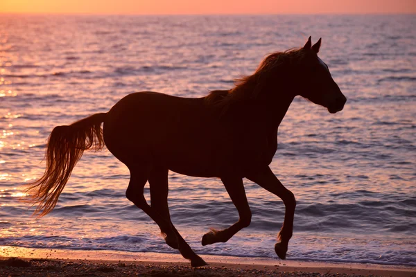 Cavallo che corre attraverso l'acqua Fotografia Stock