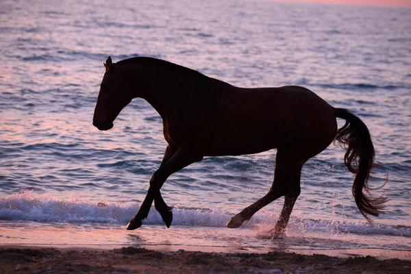 Cavallo che corre attraverso l'acqua Fotografia Stock