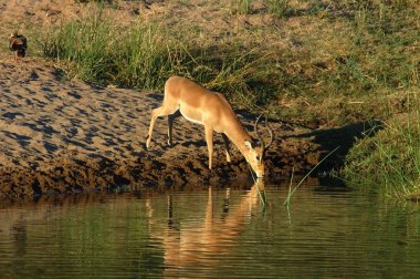 Afrika yaban hayatı: Impala