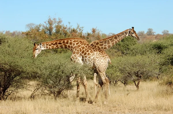 Jirafas — Foto de Stock