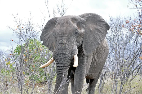 Elefante africano — Fotografia de Stock