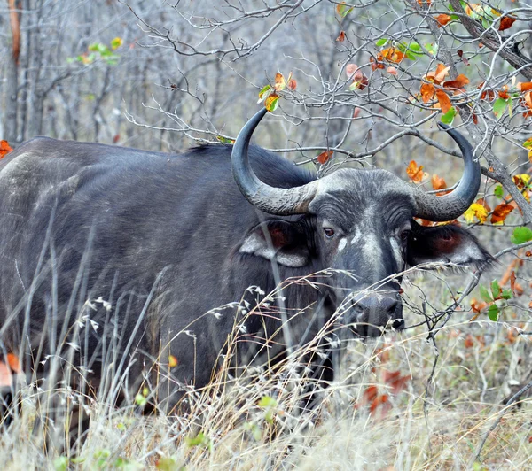 Przylądek Buffalo dziki w Afryce — Zdjęcie stockowe