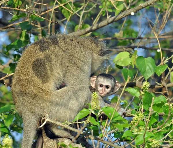 Vervet aap met baby — Stockfoto