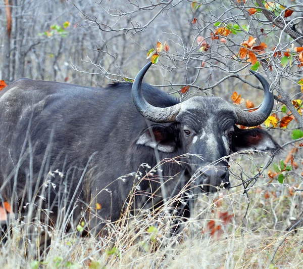 Cape Buffalo wild in Africa Stock Picture
