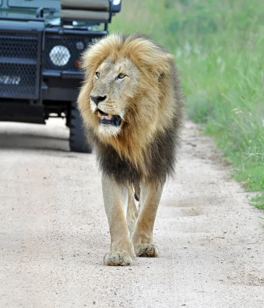 Africa Lion — Fotografie, imagine de stoc