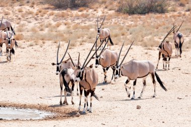 Gemsbok Antilobu (Oryx ceylanı)