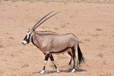Gemsbok Antilobu (Oryx ceylanı)