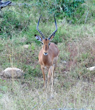 Afrika yaban hayatı: Impala