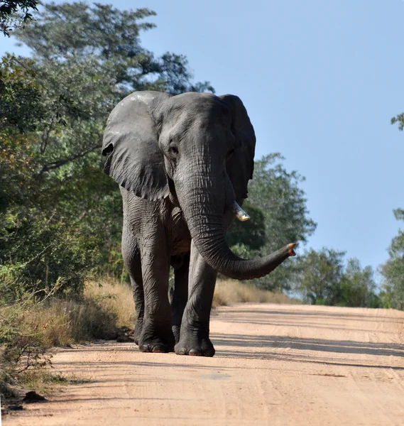 アフリカ象 — ストック写真