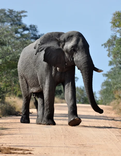 African Elephant — Stock Photo, Image