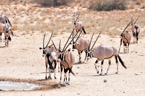 Гемсбокская антилопа (Oryx gazella)) — стоковое фото