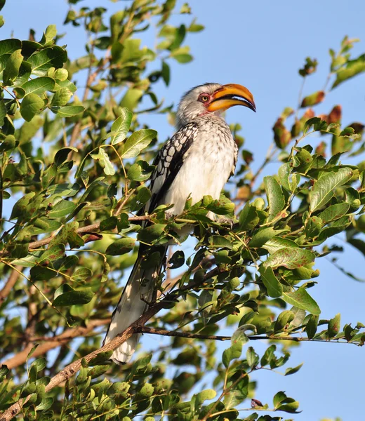 Hornbill Amarelo do Sul — Fotografia de Stock