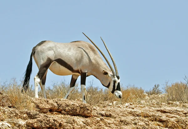 双子座羚羊（Oryx gazella）) — 图库照片