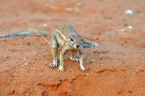 Ground Squirrel (Xerus inaurus) — Stock Photo, Image
