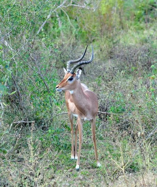 アフリカの野性生物: インパラ — ストック写真