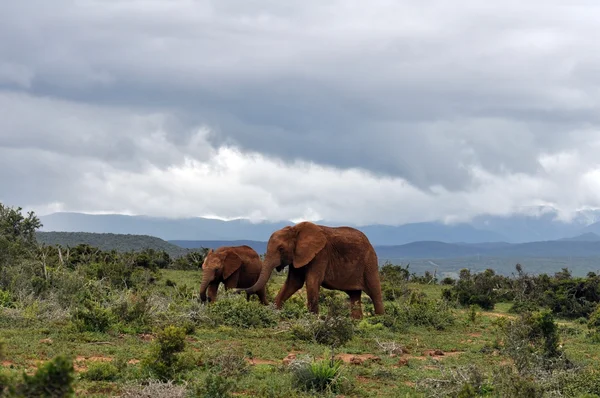 Elefante africano — Foto de Stock