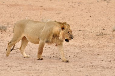 Aslan (Panthera leo)