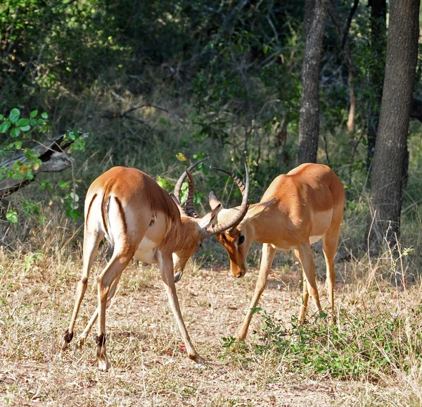 Afryka dzikość: Impala — Zdjęcie stockowe