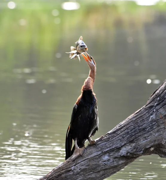 Afrikaanse darter (Anbinga malenogaster)) — Stockfoto