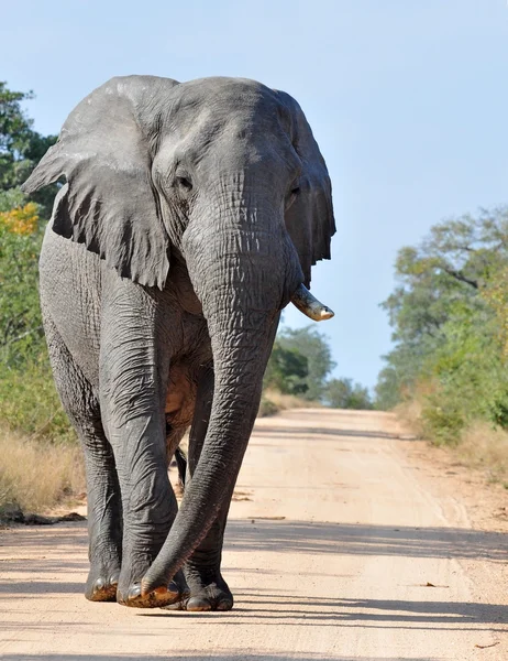 Elefante africano — Fotografia de Stock