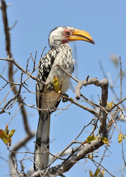 Yellowbilled Hornbill eksotisk african fugl – stockfoto