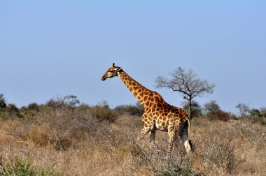 Afrika kadın zürafa