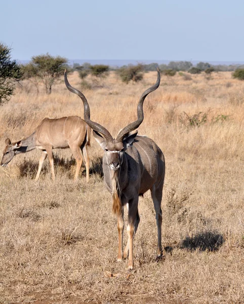 Kudu Antelope (Tragelaphus strepsiceros).) — стокове фото