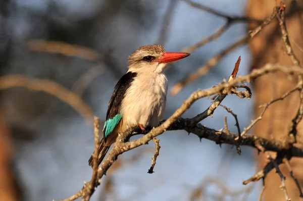 Kahverengi kukuletalı kingfisher — Stok fotoğraf