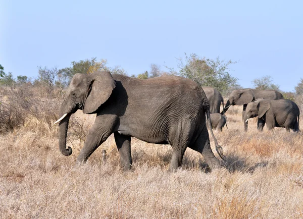 Afrika — Stockfoto