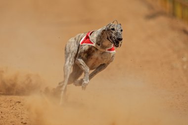 depar greyhound