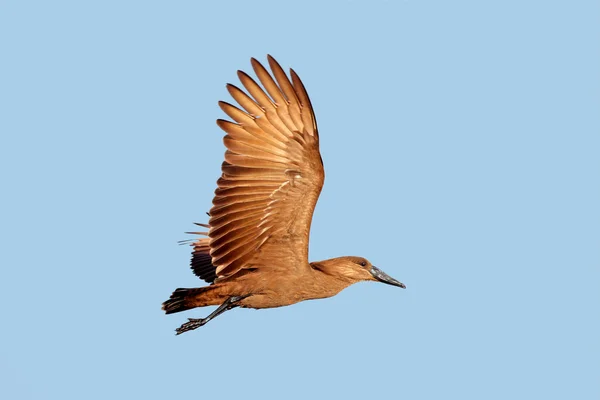 Hamerkop pássaro em voo — Fotografia de Stock