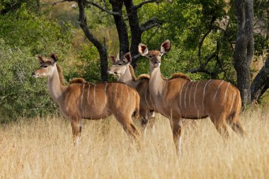 kudu antilopları