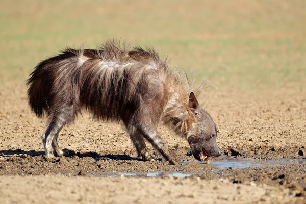 Brun hyena — Stockfoto