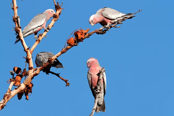 Galah kakaduor, Australien — Stockfoto