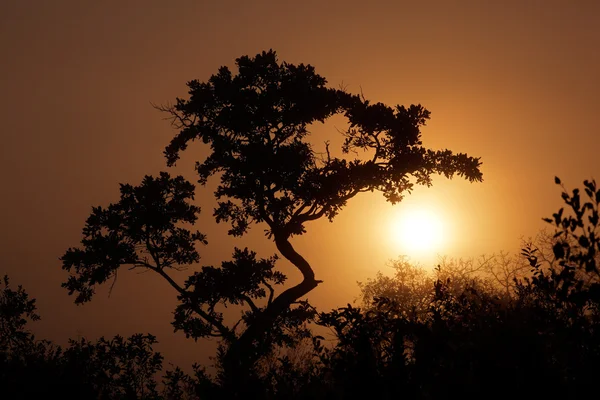 Savanna sunrise — Stock Photo, Image