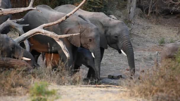 African elephants drinking water — Stock Video