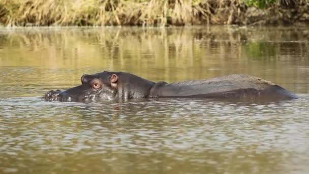 Éclaboussures d'hippopotame — Video