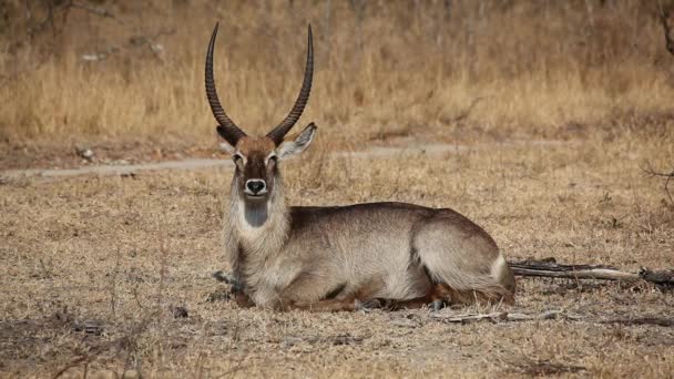 Waterbuck bull — Stock Video