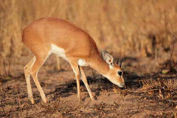 Steenbok 羚羊 — 图库照片