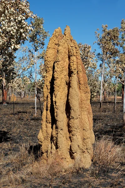 Cathedral termite mound, Austrália — Fotografia de Stock