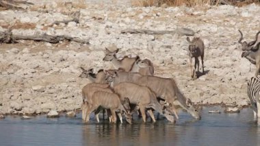 Kudu antilop ziyarette200